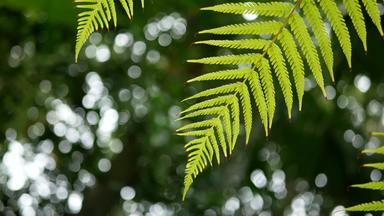 绿色蕨类植物叶子影响风绿色树背景散景光绿色自然背景复制空间镜头